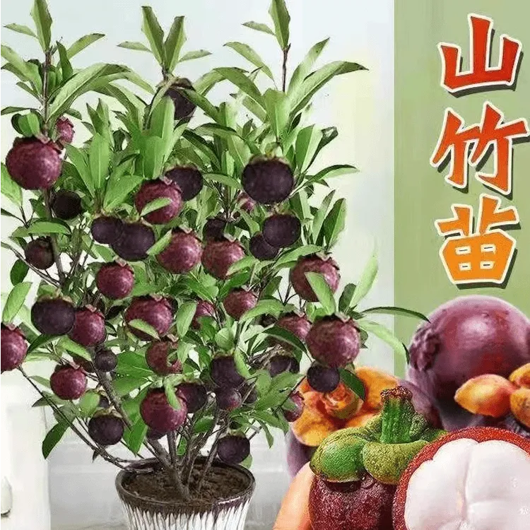 云南无籽山竹树苗山竹果树苗南北方种植四季盆栽地栽