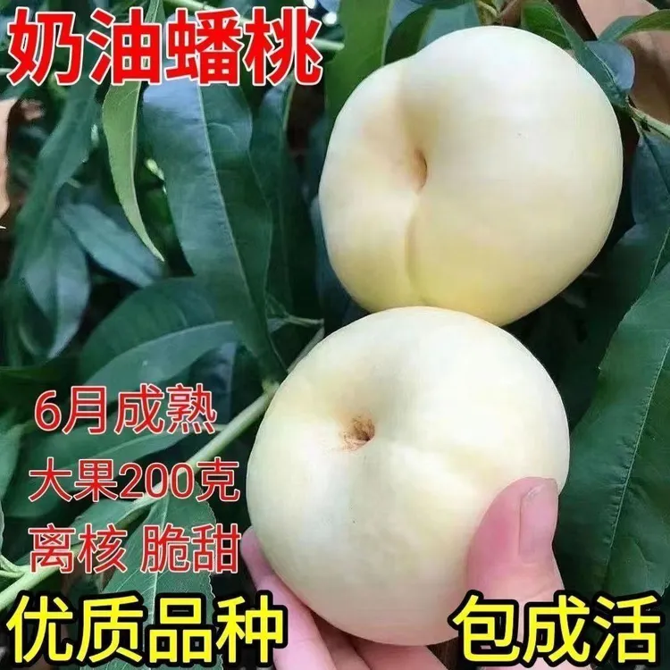 正宗嫁接奶油白蟠桃树苗新品种桃树树苗果树苗南北方种植特大超甜