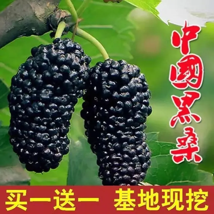 【买一送一】桑树苗无籽长果桑葚苗盆栽地栽南方北方种植当年结果
