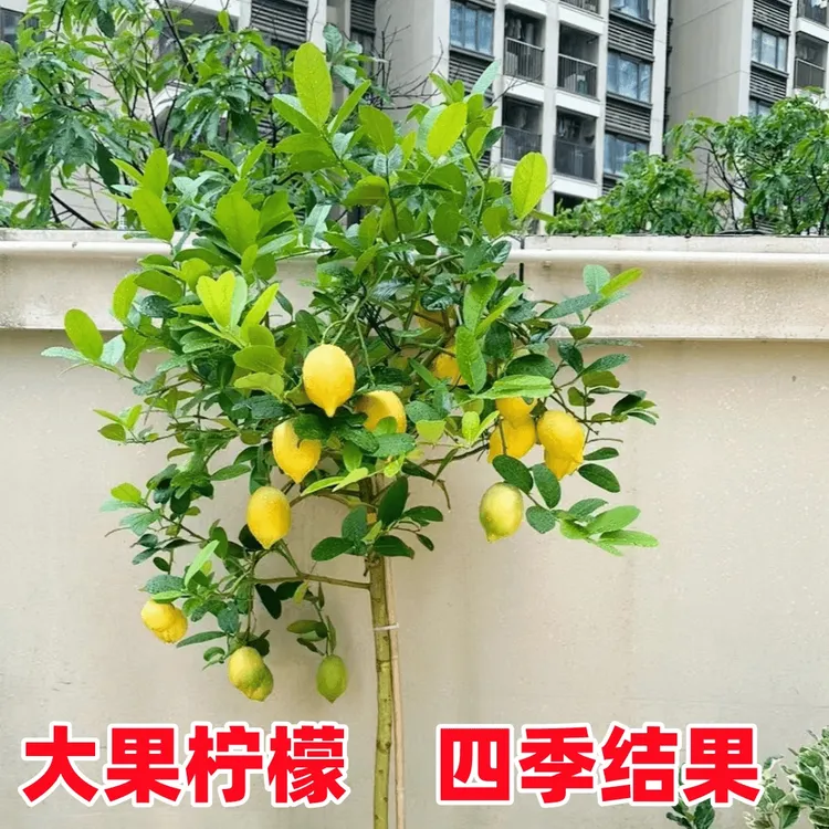 柠檬树苗台湾广东四季香水柠檬盆栽无籽青柠嫁接水果树苗当年结果