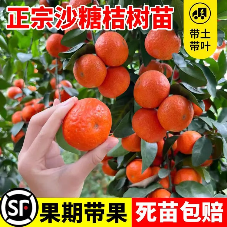 沙糖桔树苗地栽盆栽南方北方种植橘子树苗柑桔果树果苗嫁接砂糖橘
