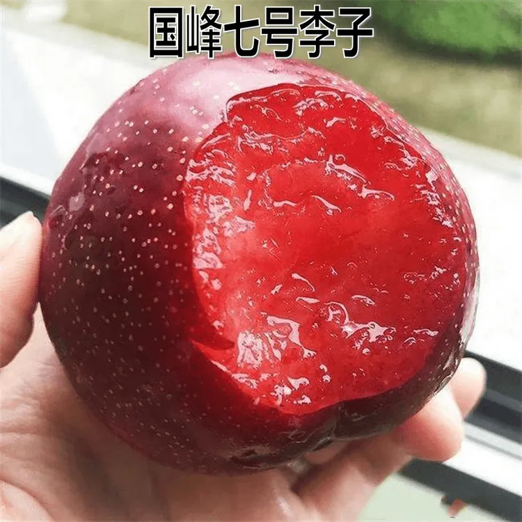 新品种果树苗李子树苗特大红心国峰七号7号李子嫁接苗南北方种植