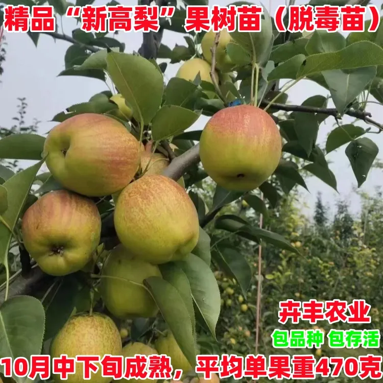 嫁接新梨七号梨树苗早熟库尔勒香梨树苗南北方庭院盆栽地栽果树苗