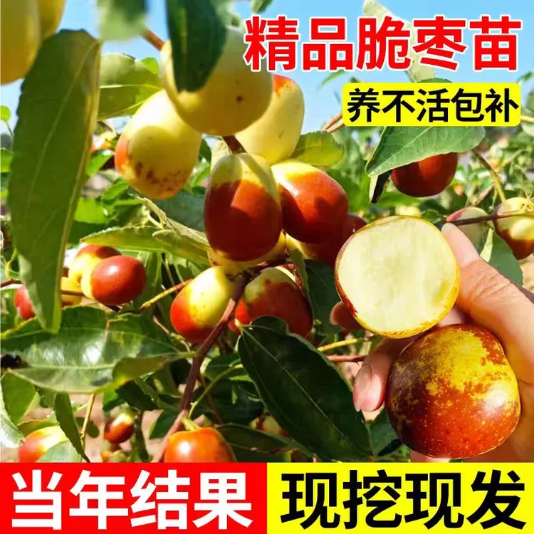 【正宗沾化冬枣苗】南北方种植庭院阳台盆栽地栽枣树果树苗当年结