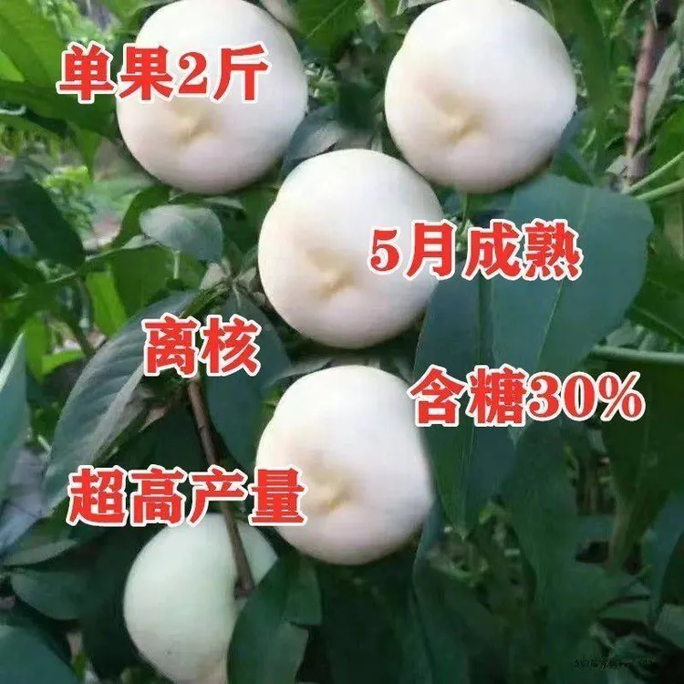 嫁接白玉桃树苗特大桃树树苗南方北方种植盆栽地栽果树苗当年结果