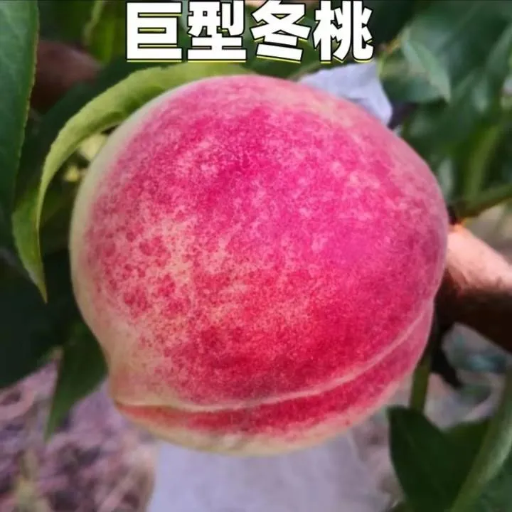 云南巨型冬桃果树苗南北方地栽庭院阳台盆栽种植特大果嫁接苗