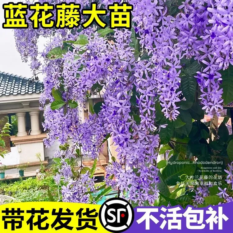 蓝花藤 爬藤植物 带花苞庭院爬藤景观绿植紫藤花爆花树苗花园盆栽