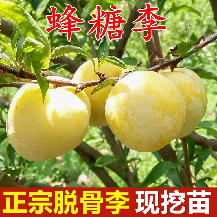 蜂糖李子树苗盆栽嫁接特大晚熟脱骨青脆李子苗南北方种地栽果树苗