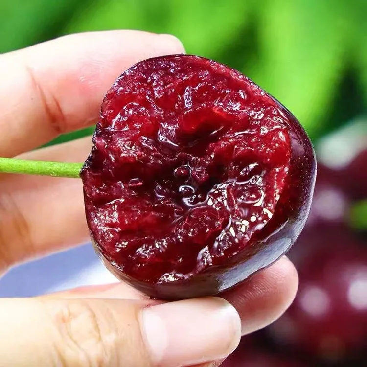 黑珍珠樱桃树苗嫁接大樱桃苗南方北方种植车厘子地栽盆栽当年结果