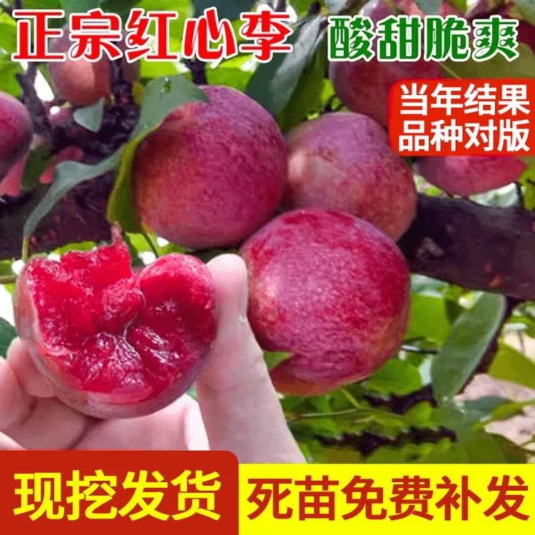 李子树苗三华李北方南方种植早熟三华李子果树苗阳台盆栽当年结果