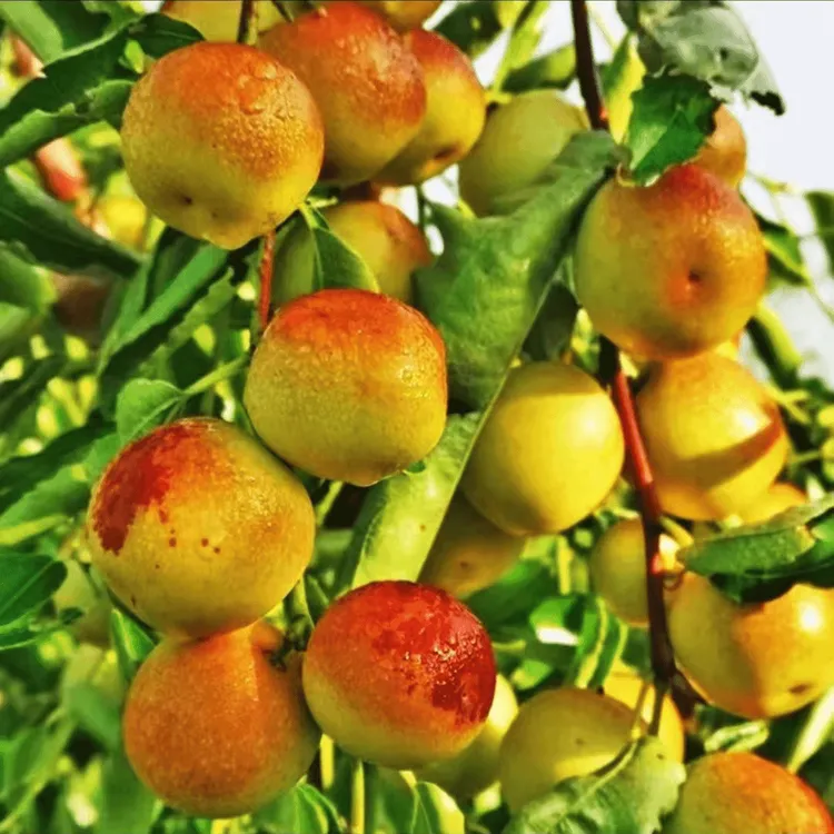 沾化冬枣苗脆甜大荔冬枣南方北方种植庭院 枣树果树苗明年结果