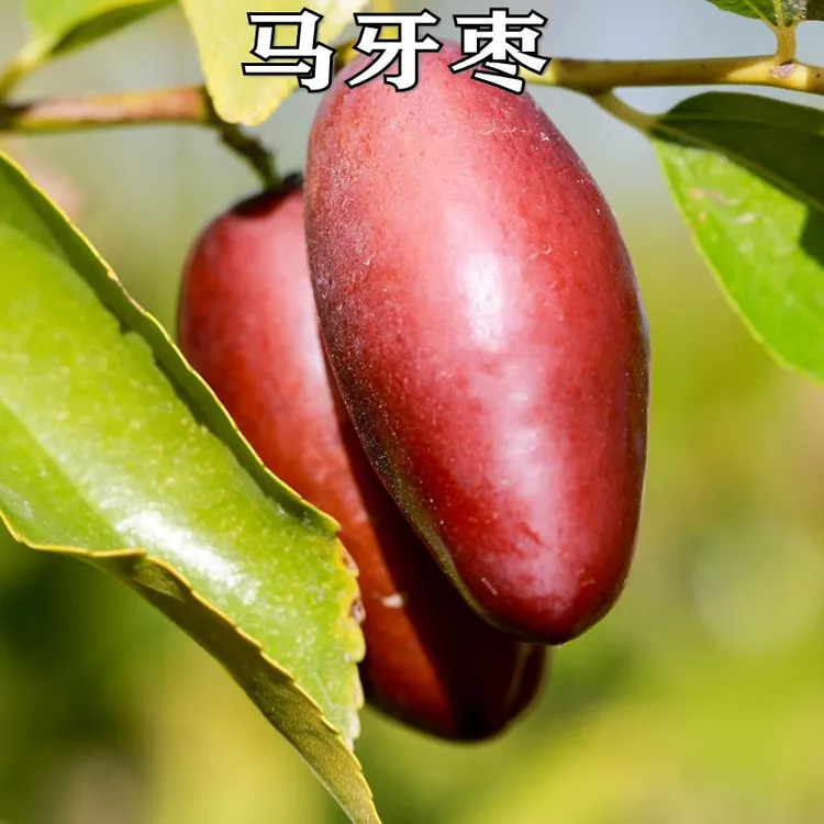 新品种特大果马牙枣苗早熟子弹头枣辣椒枣树苗嫁接苗种植当年结果