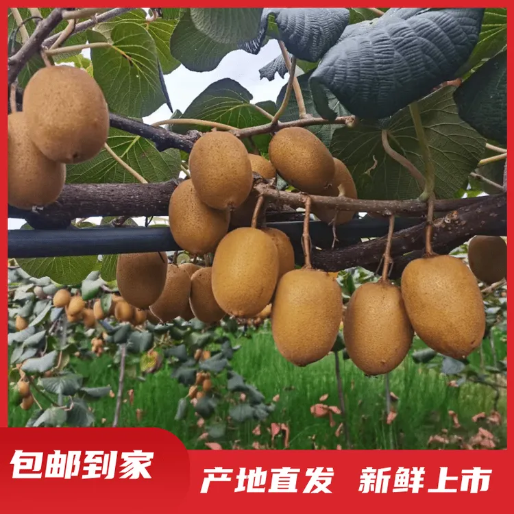 产地直销黄心猕猴桃四川凉山现摘现发奇异果当应季孕妇新鲜水果