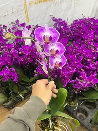 富豪优选（红双喜2-3）蝴蝶兰全花好养护