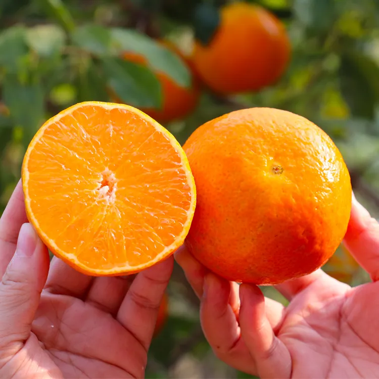 【新人助农】四川爱媛38号果冻橙皮薄多汁爆甜4.5-8斤包邮