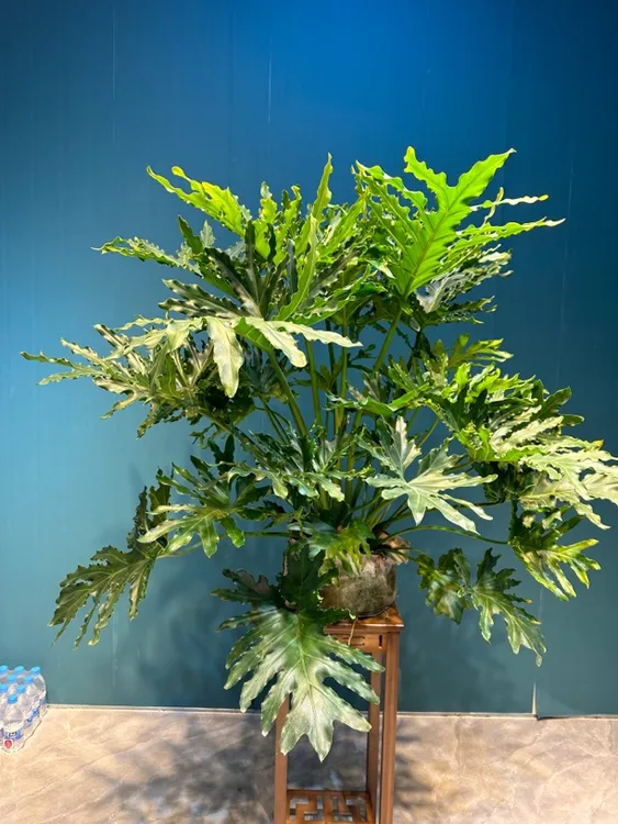 大型龙鳞春羽超大老桩室内绿植可土培水培四季常青