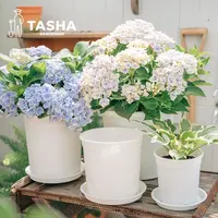 塔莎的花园【12周年】值也花盆量贩特惠种植盆月季树脂花盆