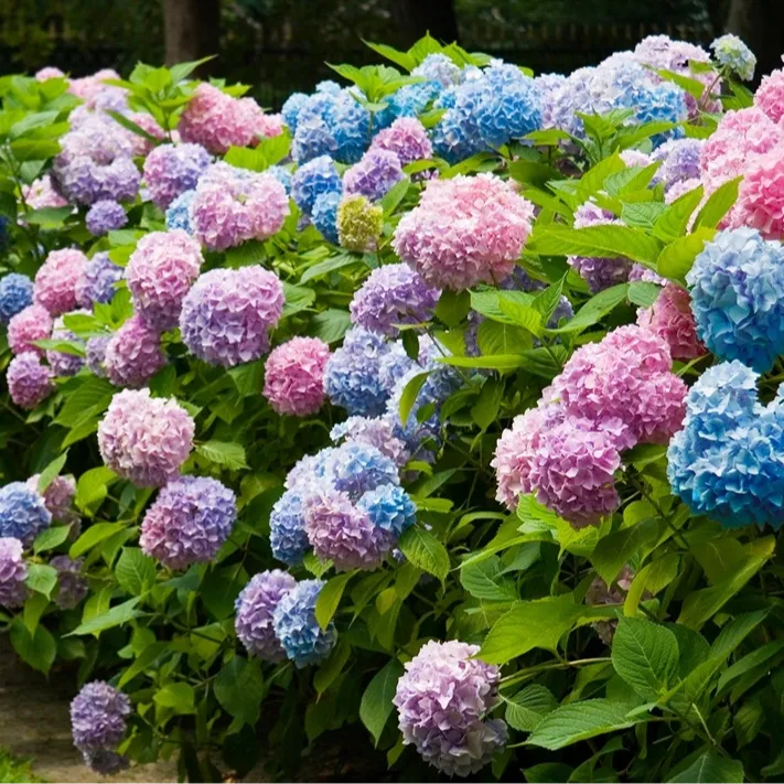 塔莎的花园无尽夏大花绣球 庭院阳台花卉盆栽好养塔莎的花园