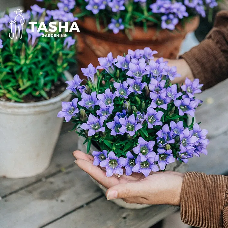 塔莎的花园 龙胆花 盆栽多年生观赏耐寒宿根花卉阳台楼顶庭院独特
