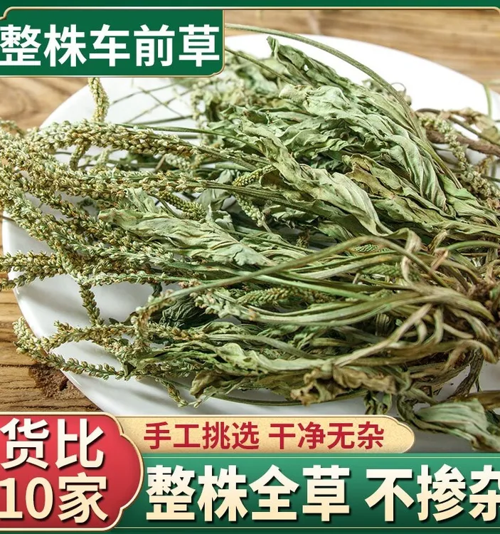 整棵带根 车前草野生 干货新鲜晒干无硫整株车轮菜新货泡茶中药材