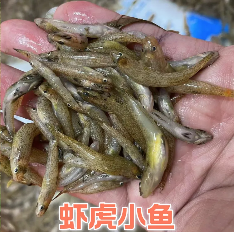 （小鱼虾虎鱼）广东阳春小溪淡水河鱼杂鱼洗干净顺丰保鲜发货1.8斤