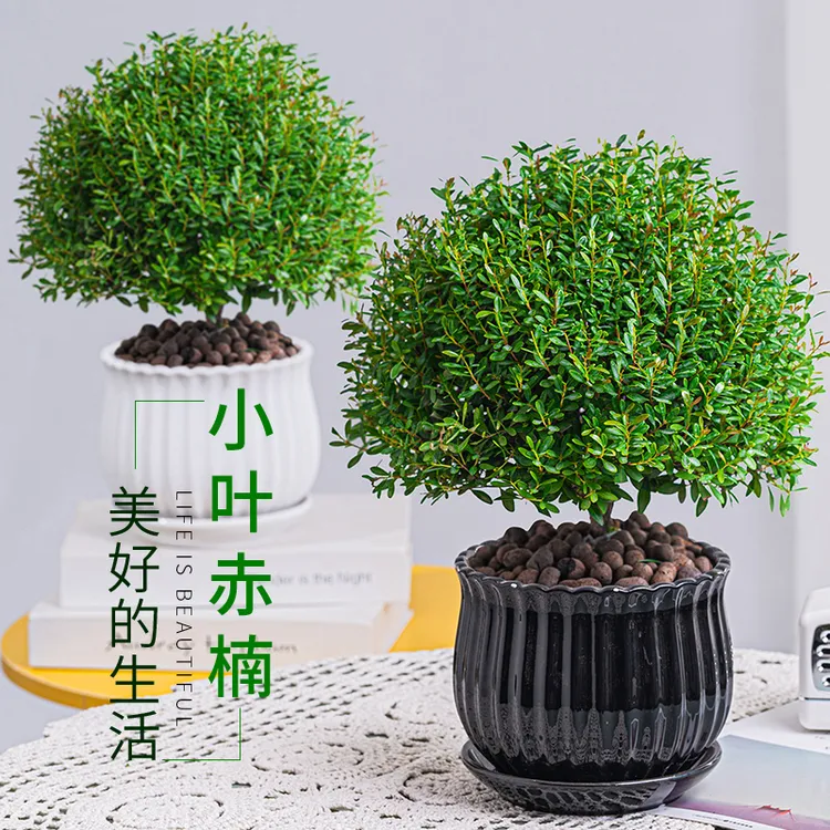 小叶赤楠基地盆栽迷你庭院造景开花四季常青绿植老桩