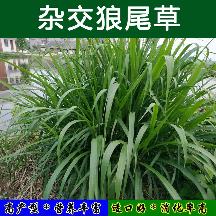 牧草种子南方多年生四季高产耐旱杂交狼尾草耐收割牛羊鱼兔草种子