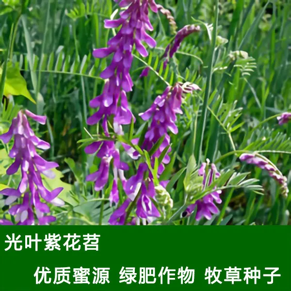 光叶紫花苕种子毛苕子蜂蜜源用种子牧草种子野豌豆果园绿肥种子
