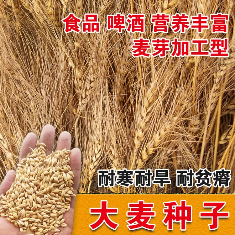 优质大麦种子做麦芽糖甜荞麦大田高产抗倒伏耐旱榨汁燕麦牧草种籽