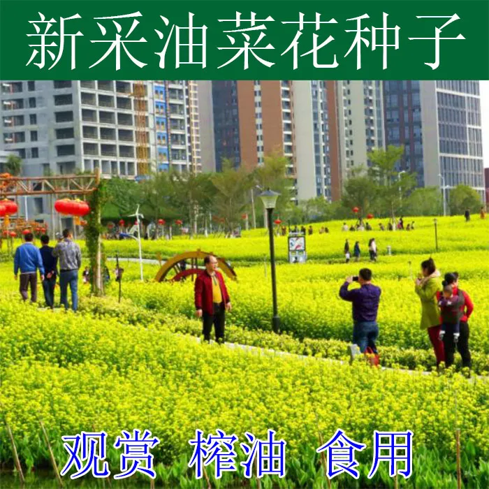 油菜花种子高产观赏食用耐寒耐旱抗捯油菜花籽榨油菜籽花海种孑