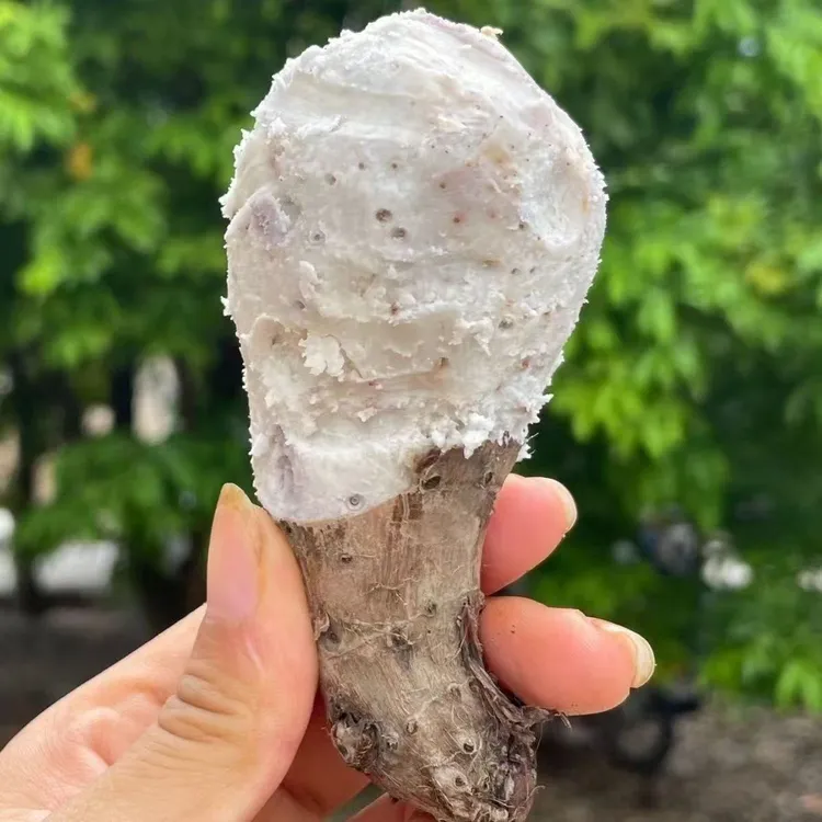 广西小芋头仔正宗小香芋新鲜芋头槟榔芋现挖整箱软糯