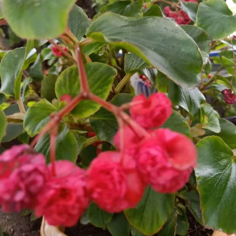 玻璃翠玻璃球海棠盆栽花卉满50包邮