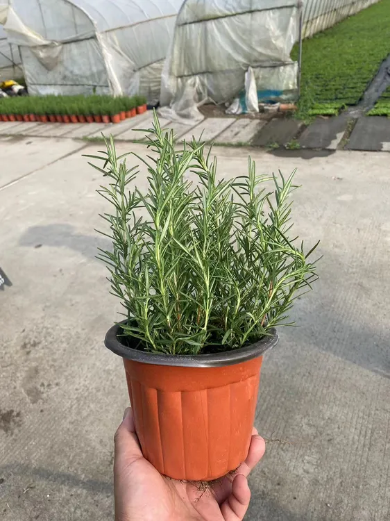 迷迭香苗盆栽驱蚊植物香草薄荷苗水培花卉绿植物室内
