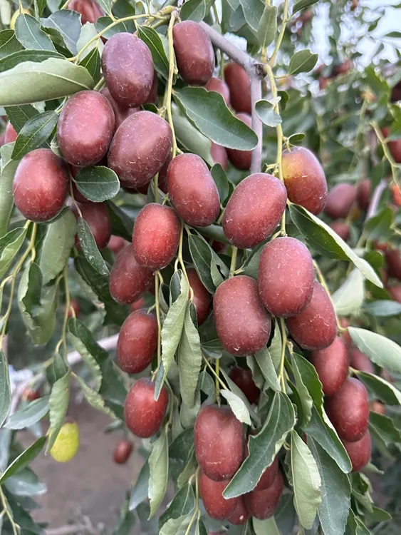 新疆果园直发新鲜灰枣4斤