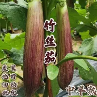 【全店满5元包邮】【133】竹丝茄种子