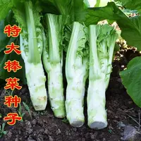 【全店满5元包邮】【101】棒棒菜种子