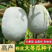 【全店满5元包邮】【120】粉皮冬瓜种子睡觉