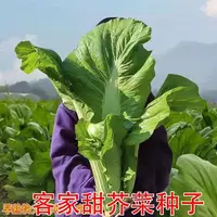 全店满5元包邮】【80】客家甜芥菜种子
