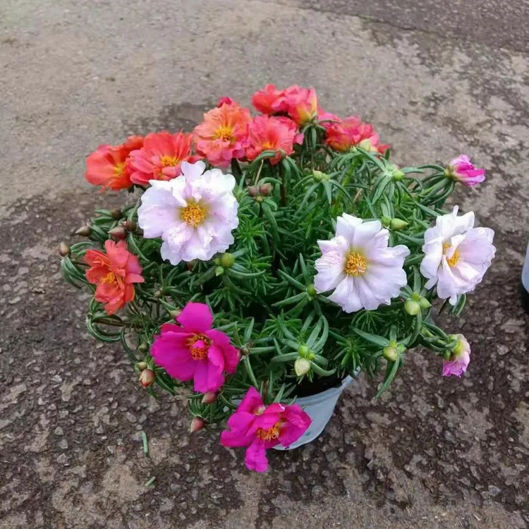 bozak gul uruk 重辩开花太阳花种子1000粒装的