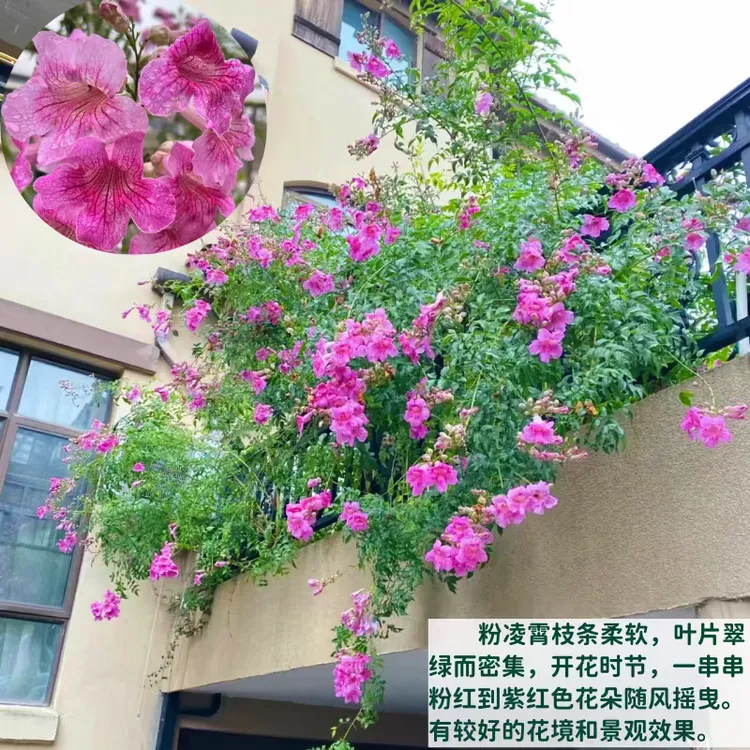 紫色爬藤凌霄花耐寒1.5加仑盆
