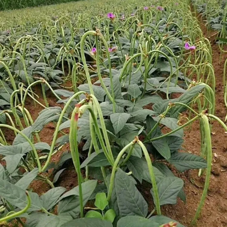baragsiz jagdu uruk四季播无架长豇豆种子40克装