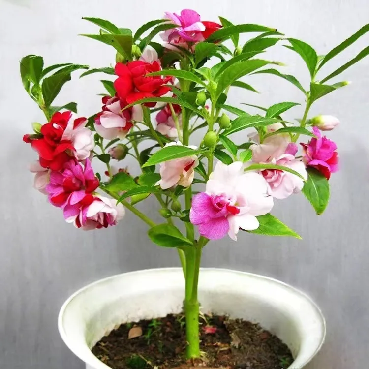 hini gul 单瓣七彩凤仙种子4克
