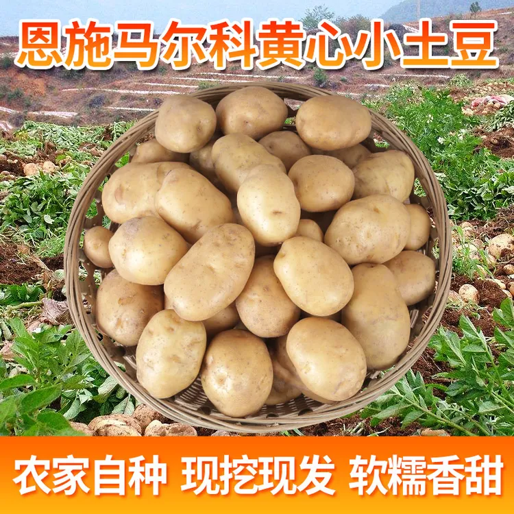 恩施小土豆农家种植新鲜马铃薯利川马尔科洋芋恩施高山黄心小土豆