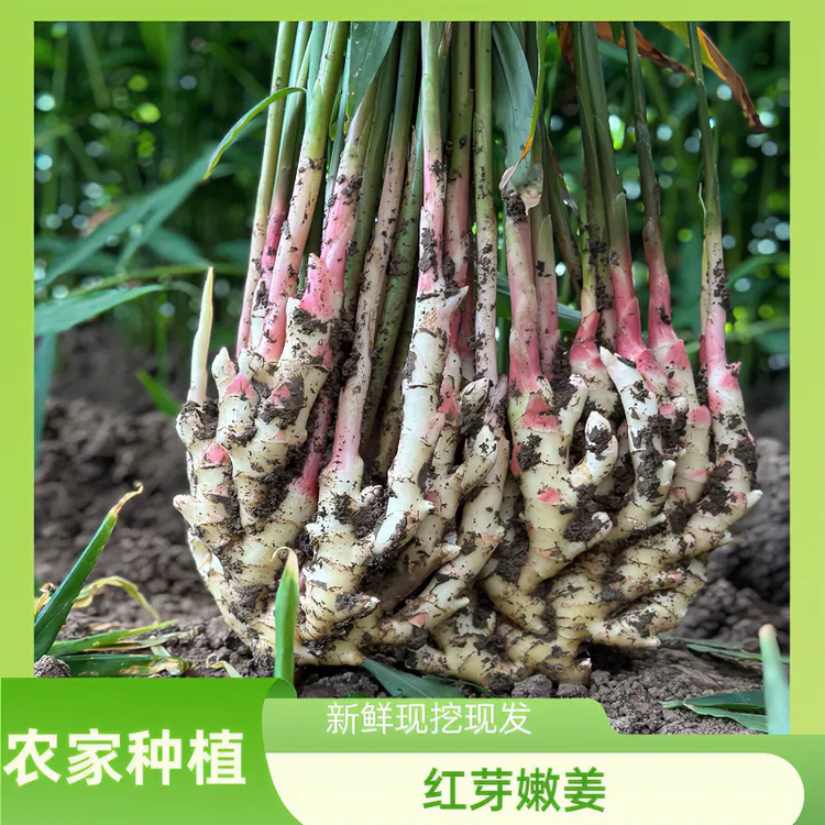 红芽嫩姜长杆姜小鲜嫩脆嫩清香浓郁新鲜生姜