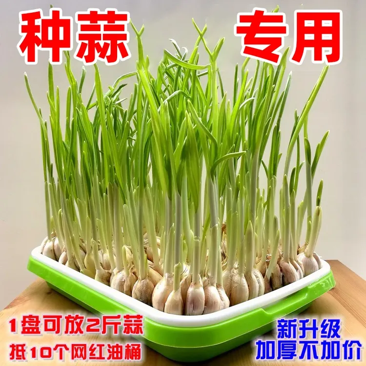 育苗盘育苗盒水培蒜苗盘蔬菜营养钵配套托盘阳台无土栽培种植盘
