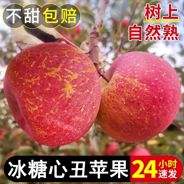 丽江宁蒗冰糖心苹果大凉山丑苹果新鲜采摘脆甜多汁自然生态水果