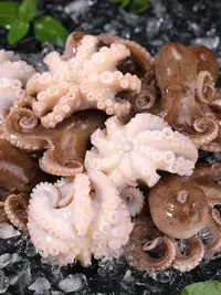 （单拍不送）八抓鱼 