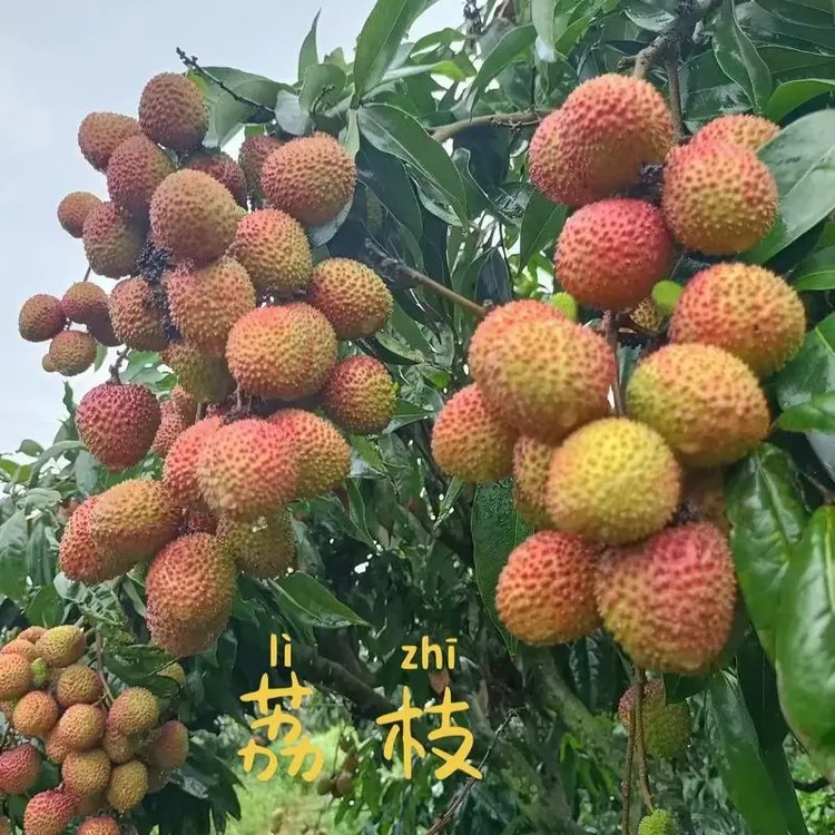 妃子笑荔枝，嫁接苗:带原杯原土，可四季:地栽，盆栽