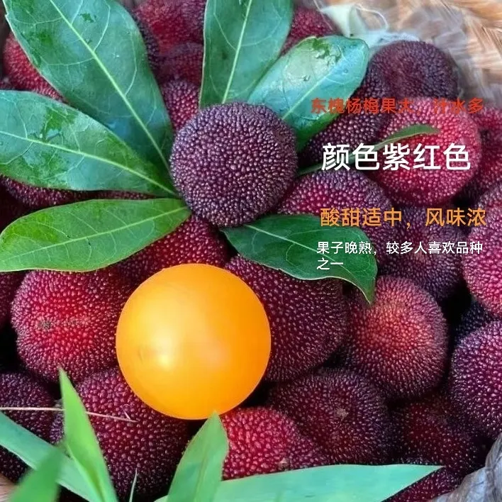 东槐杨梅黑碳杨梅果大大小苗，南北方可四季盆栽，地栽