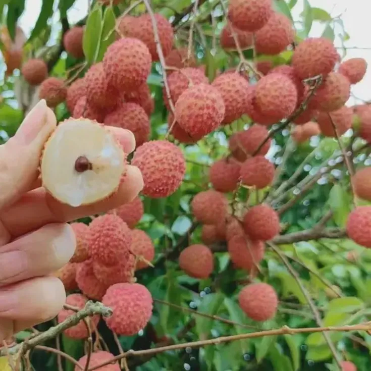 桂味荔枝可四季盆栽地栽，汁水多小子脆甜持有桂花香味，带原杯原土